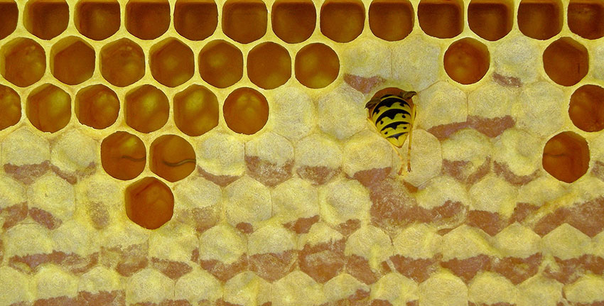 Curiosidades y usos de la cera de abejas