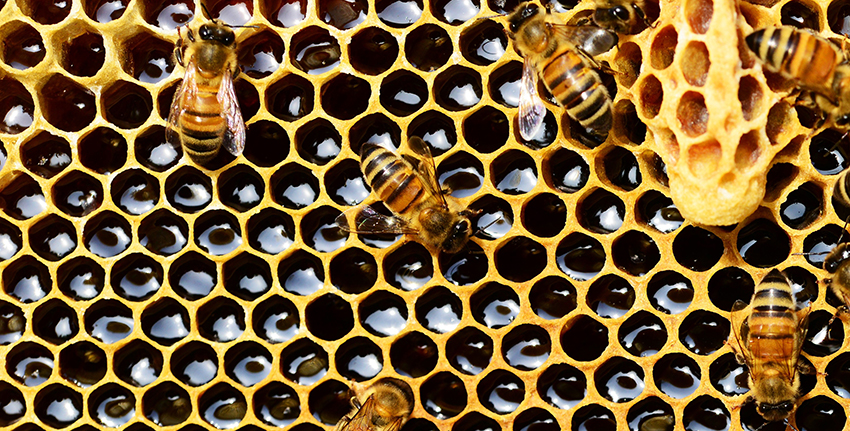 Beneficios de la miel natural de abejas